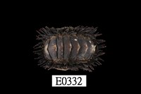 藏品(海膽石鼈)的圖片